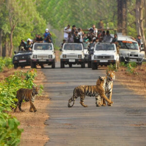 Wild and Scenic Madhya Pradesh Expedition